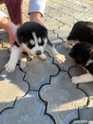 Catei husky siberian - imagine 2