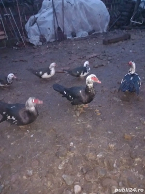 Vand ratoii din rasa muta - imagine 3