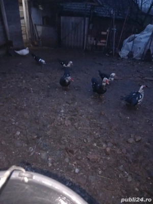 Vand ratoii din rasa muta - imagine 2