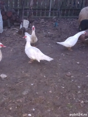 Vand ratoii din rasa muta - imagine 4