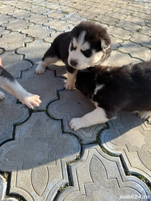 Catei husky siberian - imagine 4