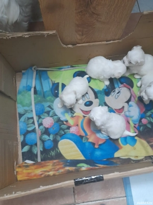 Mai am disponibil 4 baieti - imagine 2