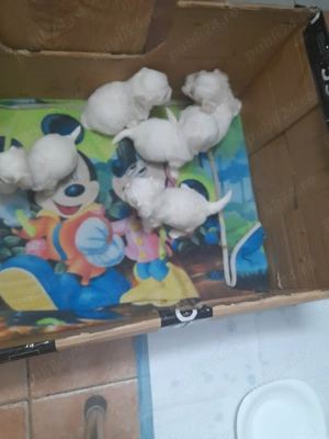 Mai am disponibil 4 baieti