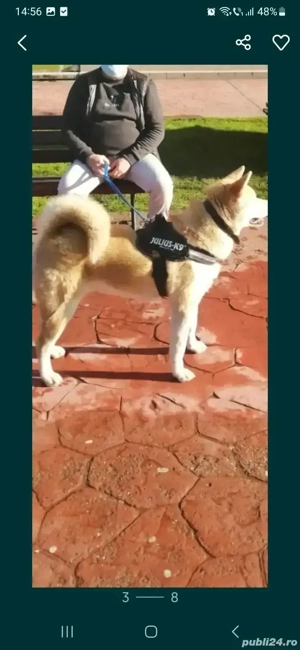 Akita Inu detin ambii părinți merita văzuți 