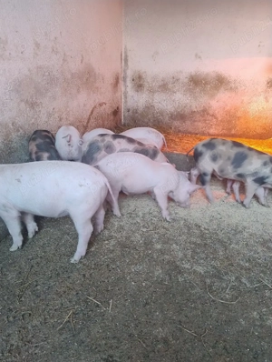 Purcei de vanzare - imagine 4