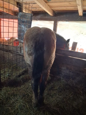 vând mânz!  - imagine 2