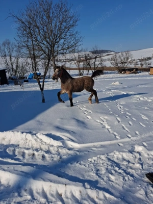 vând mânz!  - imagine 3