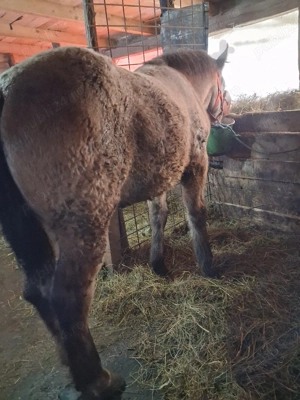 vând mânz!  - imagine 4