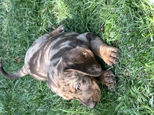 Pui Teckel de vânzare  - imagine 3