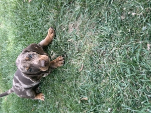 Pui Teckel de vânzare  - imagine 2