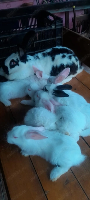 Vand iepurași fluturi germani 