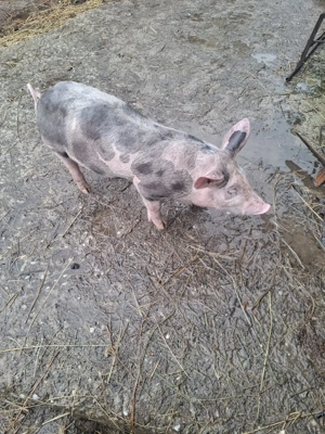 de vinzare doua purcele - imagine 2