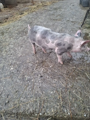 de vinzare doua purcele