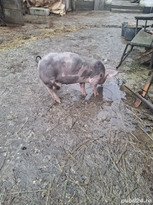 de vinzare doua purcele - imagine 3