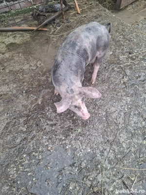 de vinzare doua purcele - imagine 4