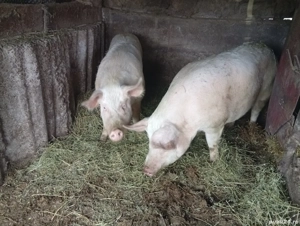 porc marele alb aproximativ 250 kg - imagine 4