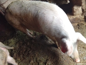 porc marele alb aproximativ 250 kg - imagine 3