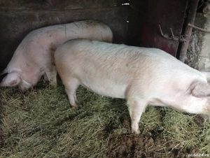porc marele alb aproximativ 250 kg - imagine 5