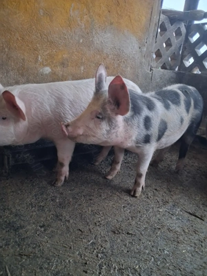 de vânzare 3 masculi 30...35 kg rasă marele alb și petrean ofer transport 