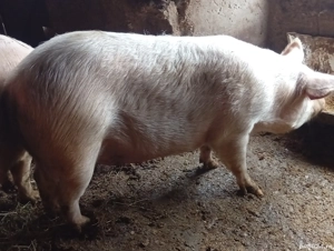 porc marele alb aproximativ 250 kg