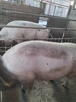de vânzare 2 scroafe 280..300 kg rasă marele alb ofer transport 