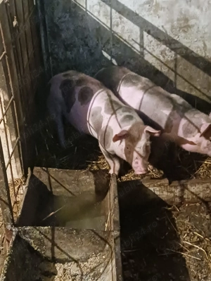 Vand purcei de rasa