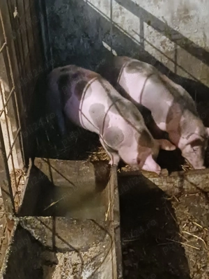 Vand purcei de rasa - imagine 2