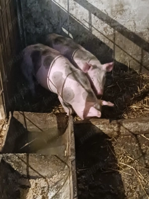 Vand purcei de rasa - imagine 3