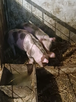 Vand purcei de rasa - imagine 4