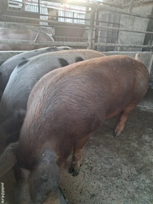 de vânzare 4 masculi 90..120 kg rasă marele alb și petrean ofer transport 