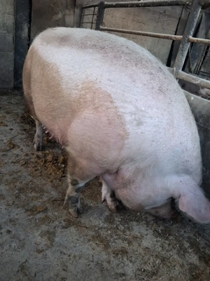 de vânzare scroafă 300 kg  rasă marele alb crescută la țară ofer transport  - imagine 2