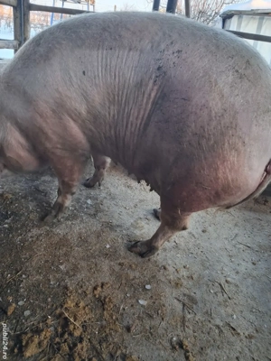 de vânzare scroafă 300 kg  rasă marele alb crescută la țară ofer transport  - imagine 3