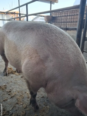 de vânzare scroafă 300 kg  rasă marele alb crescută la țară ofer transport  - imagine 4