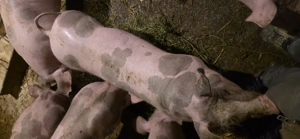 Vand purcei pietrain  - imagine 4