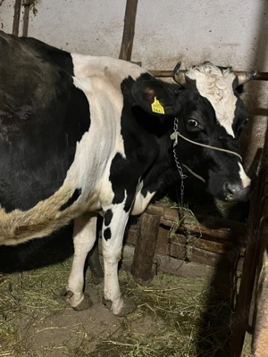 Junincă holstein  - imagine 5