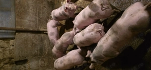 Vand purcei pietrain  - imagine 2