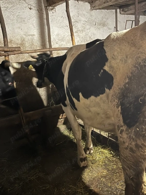 Junincă holstein  - imagine 2