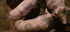 Vand purcei pietrain  - imagine 3