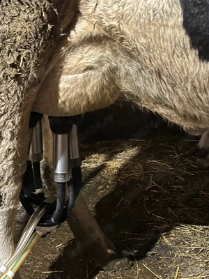 Junincă holstein  - imagine 4