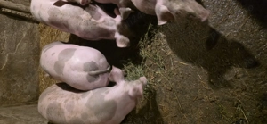 Vand purcei pietrain 