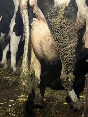 Junincă holstein  - imagine 3