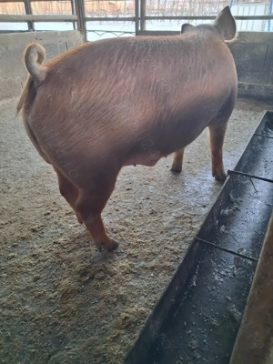 de vânzare mascul 120 kg rasă duroc ofer transport  - imagine 3