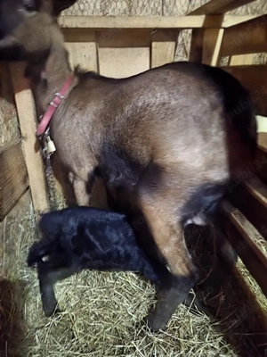 capra alpina franceza - imagine 3