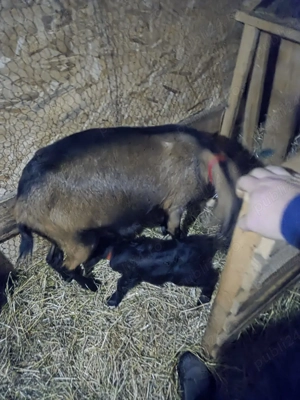 capra alpina franceza - imagine 2