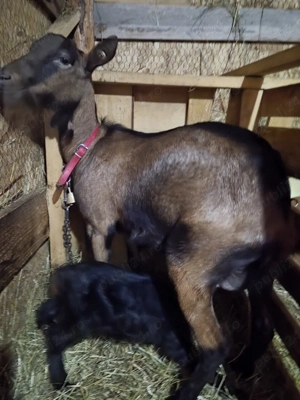 capra alpina franceza