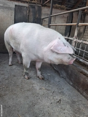de vânzare scroafă 280 kg rasă marele alb ofer transport  - imagine 4