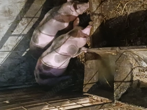 Vand purcei de rasa - imagine 4