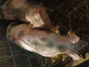 Vand purcei de rasa - imagine 5