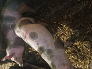 Vand purcei de rasa - imagine 3