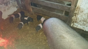 Porci bazna - imagine 2